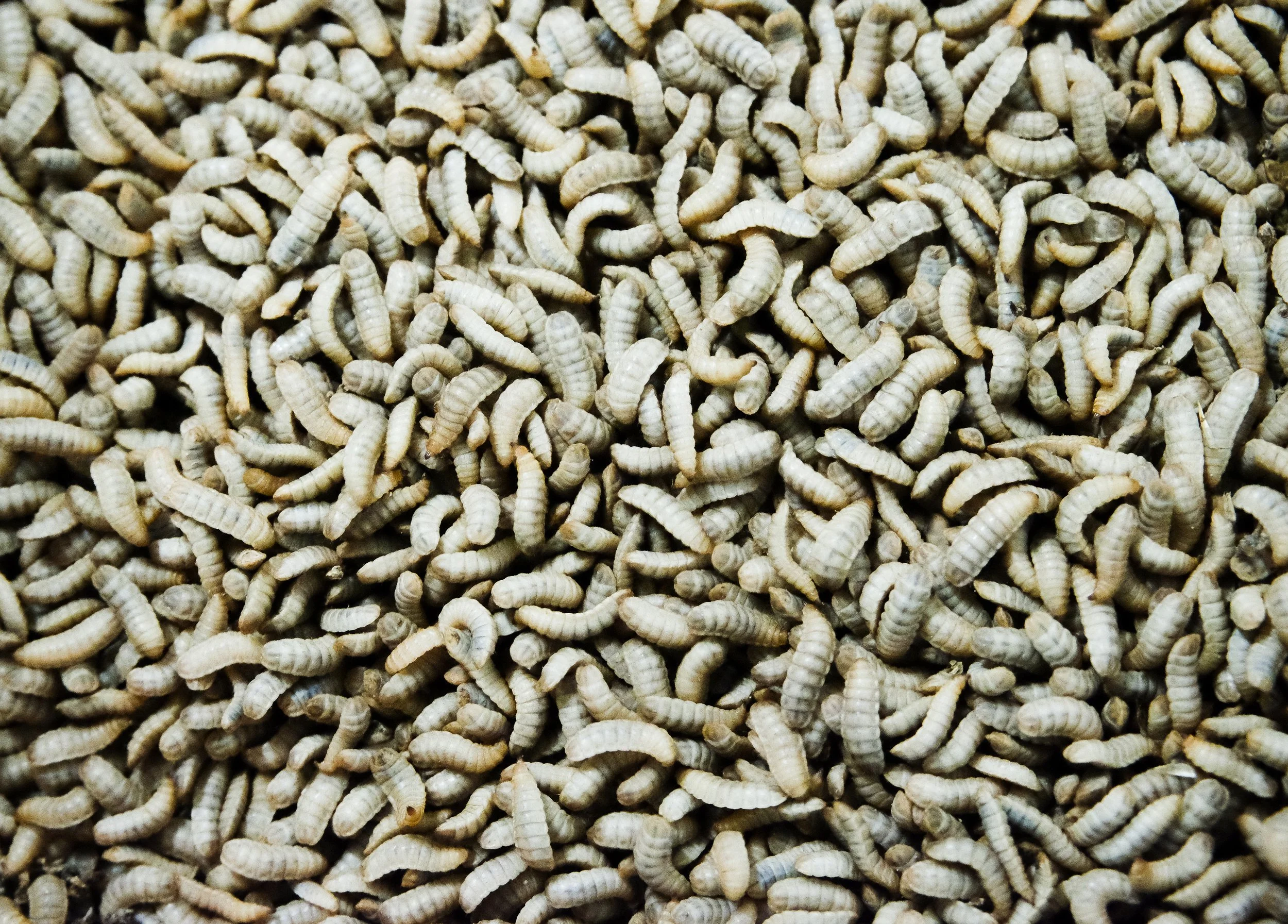 لارو زنده مگس سرباز سیاه