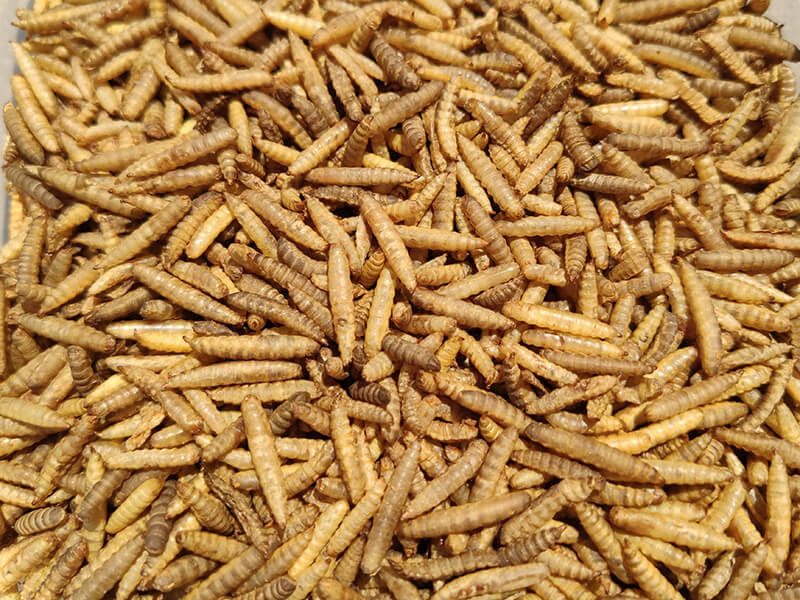 لارو خشک مگس سرباز سیاه