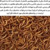 میلورم